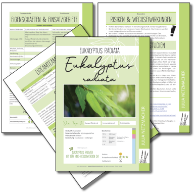 Eukalyptus radiata Monographie zu Eukalyptus radiata