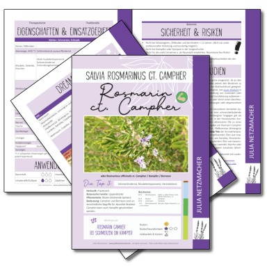 Rosmarin Campher (Salvia rosmarinus ct. campher/borneon)